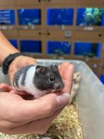 Te koop super lieve jonge goudhamsters/Syrisch hamsters, Dieren en Toebehoren, Knaagdieren, Hamster, Vrouwelijk, Mei, Tam