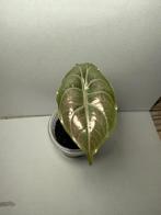 Alocasia Azlanii, Huis en Inrichting, Kamerplanten, Ophalen of Verzenden, Halfschaduw, Minder dan 100 cm