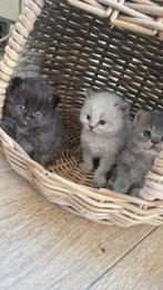 5 X Perzische langhaar kittens, Dieren en Toebehoren, Gechipt, 0 tot 2 jaar, Poes