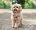 Hondenoppas aangeboden Arnhem, Diensten en Vakmensen, Dieren | Honden | Verzorging, Oppas en Les, Particuliere oppas