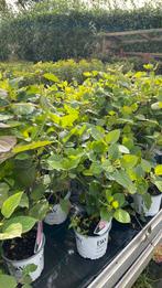 Hortensia strong annabelle roze, Tuin en Terras, Ophalen, Overige soorten, Halfschaduw