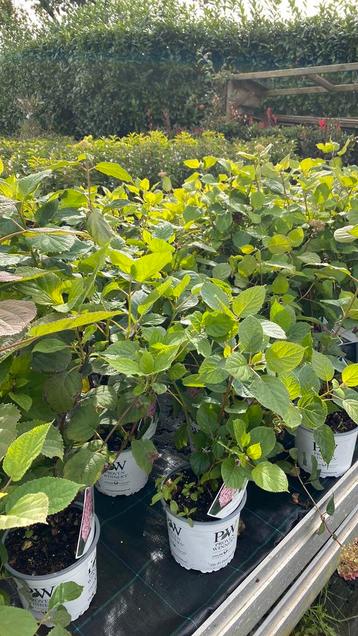 Hortensia strong annabelle roze beschikbaar voor biedingen