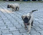 Kangal reutje te koop, Dieren en Toebehoren, Honden | Herdershonden en Veedrijvers, 8 tot 15 weken, Meerdere, Meerdere dieren