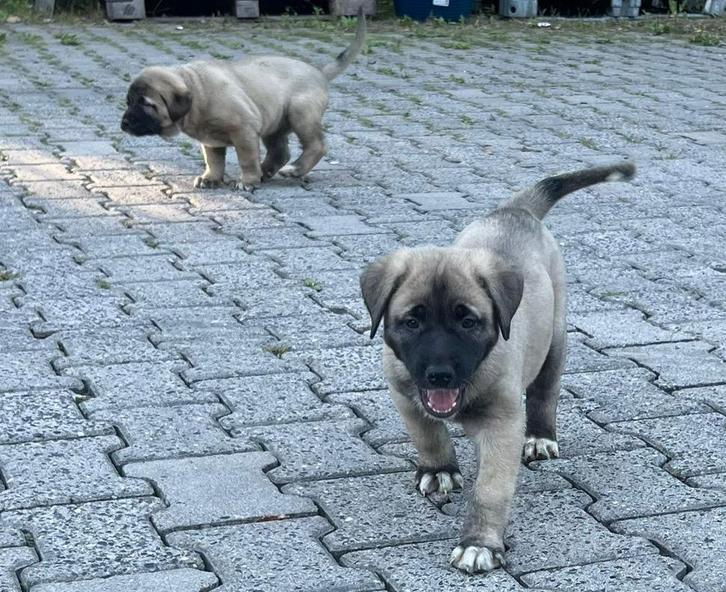 Kangal reutje te koop, Dieren en Toebehoren, Honden | Herdershonden en Veedrijvers, Meerdere dieren, Herder, Particulier, Meerdere