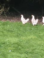 Jonge hennen kip kippen, Dieren en Toebehoren, Pluimvee, Vrouwelijk, Kip
