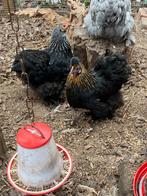 2 hennetjes Cochin en Cochin/Zijdehoender, Dieren en Toebehoren, Vrouwelijk, Kip