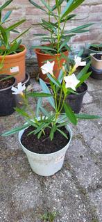 Oleander wit, Volle zon, Vaste plant, Zomer, Ophalen
