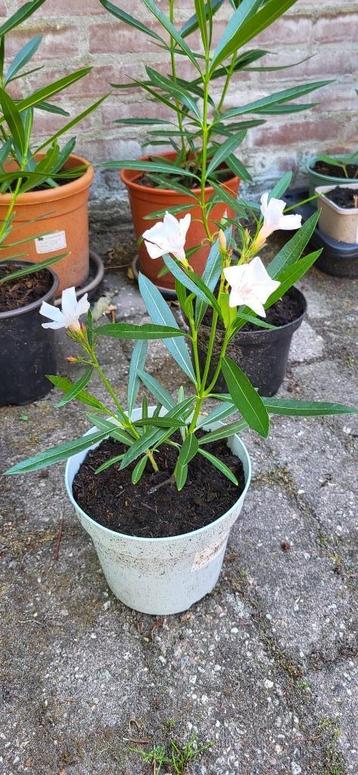 Oleander wit beschikbaar voor biedingen