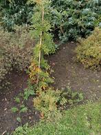 Blauwe regen, Overige soorten, Lente, Minder dan 100 cm, Ophalen