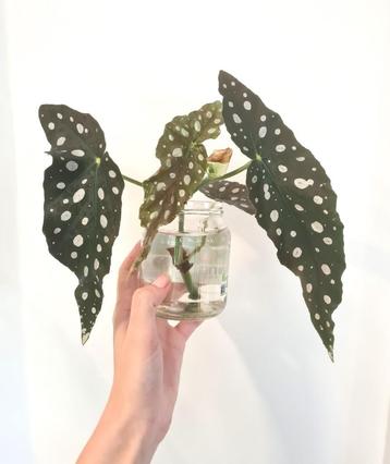 Gewortelde stekken Begonia Maculata beschikbaar voor biedingen