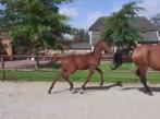 Mooi, braaf, goed bewegend dressuurhengstveulen, Dieren en Toebehoren, Paarden, Minder dan 160 cm, Niet van toepassing, Dressuurpaard