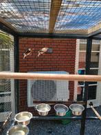 Harlekijns kanaries en roodruggen Teab, Dieren en Toebehoren, Meerdere dieren
