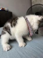 Kitten, Dieren en Toebehoren