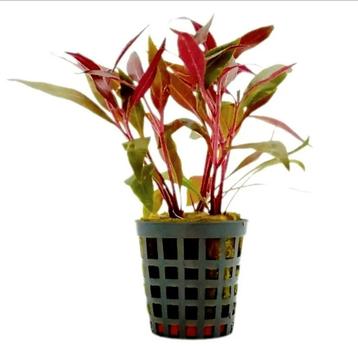 Alternanthera reineckii mini rode aquarium planten beschikbaar voor biedingen
