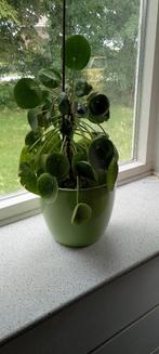Pannenkoek plant met pot, Ophalen, Overige soorten, In pot, Minder dan 100 cm