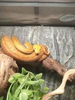 Amazon tree boa, tuin boa, corallus hortulanus, Dieren en Toebehoren, Slang, 3 tot 6 jaar