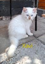 Ragdoll kittens met stamboom/DNA Cinnamon & Seal (FOK), Dieren en Toebehoren, Katten en Kittens | Raskatten | Langhaar, Meerdere dieren