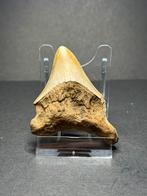 Megalodon haaientand 6,3 cm Indonesie, Ophalen of Verzenden, Fossiel