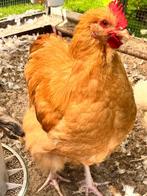 Jonge Orpington Buff haan, Dieren en Toebehoren, Pluimvee, Mannelijk, Kip