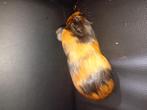 2 cavias beertjes, Juni, Mannelijk, Cavia