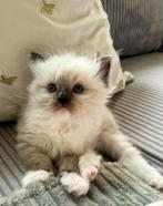 Prachtige Ragdoll poesje – Seal Mitted -, Dieren en Toebehoren, Katten en Kittens | Raskatten | Langhaar, Poes, Gechipt, 0 tot 2 jaar