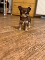 Choco chihuahua pupje, Dieren en Toebehoren, Honden | Chihuahua's en Gezelschapshonden, België, Particulier, 8 tot 15 weken, Teef