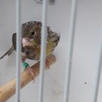 Kanarie poppen bruin geel mozaiek, Dieren en Toebehoren, Vogels | Kanaries, Vrouwelijk, Kleurkanarie