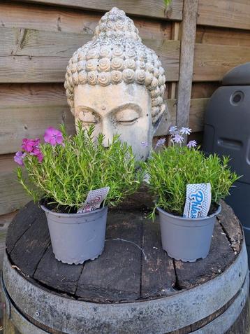 Phlox (lage vlambloem) 1 rose en 1 blauw; vaste plant

 beschikbaar voor biedingen
