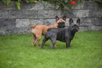 Hondenopvang, Hondenoppas,  Vakantie opvang Franse Bulldog