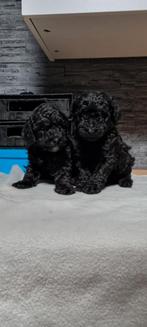 Toy poedel pups nieuwe foto's, Dieren en Toebehoren, Poedel, CDV (hondenziekte), 8 tot 15 weken, Meerdere