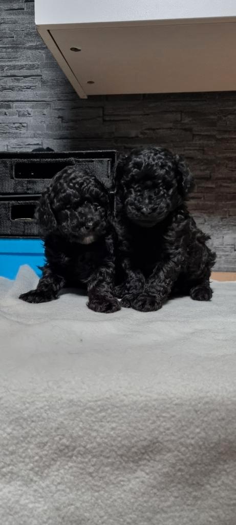 Toy poedel pups nieuwe foto's, Dieren en Toebehoren, Honden | Chihuahua's en Gezelschapshonden, Meerdere dieren, Poedel, Particulier