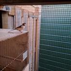 Wit bonte kanarie pop, Dieren en Toebehoren, Vogels | Kanaries