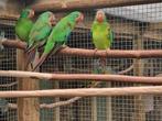 Gezocht veel soorten vogels, Dieren en Toebehoren, Vogels | Parkieten en Papegaaien, Meerdere dieren, Parkiet