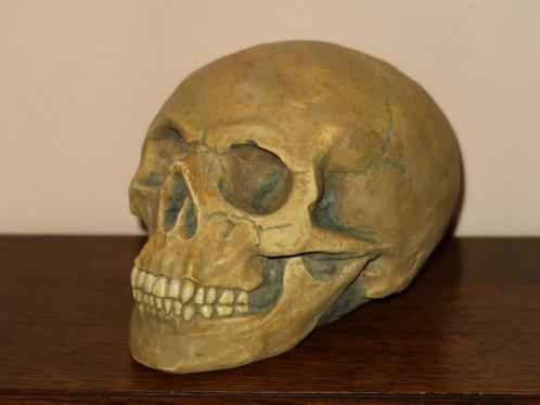 menselijke Skull, Schedel mens Medium-B, uniek, handgemaakt, Verzamelen, Overige Verzamelen, Nieuw, Ophalen of Verzenden