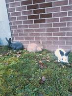 Konijnen, Meerdere dieren, Groot