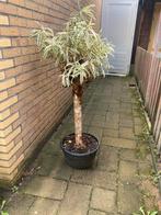 Kamerplant in pot : draceana 120 cm, Ophalen, 100 tot 150 cm, Overige soorten, Halfschaduw