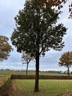 Sierperen boom, Tuin en Terras, Ophalen, Volle zon, Overige soorten