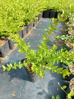 Lonicera nitida maigrun. Compacte struikkamperfoelie. P9, Tuin en Terras, Bodembedekkers, Vaste plant, Ophalen of Verzenden, Bloeit niet