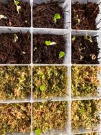 Anthurium NSE RC x Papillilaminum zaden/zaailingen, Huis en Inrichting, Kamerplanten, Ophalen of Verzenden, Halfschaduw, Minder dan 100 cm