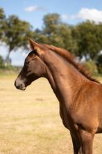 merrieveulen (v:mac Madison), Dieren en Toebehoren, Minder dan 160 cm, Niet van toepassing, Dressuurpaard, 0 tot 2 jaar