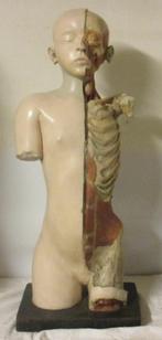 antieke anatomische torso buste model jongen Steger Leipzig, Ophalen