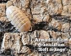 Armadillidium granulatum 'Soft orange', Overige soorten