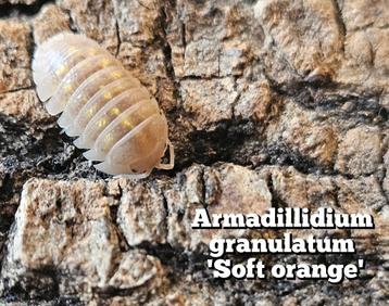 Armadillidium granulatum 'Soft orange' beschikbaar voor biedingen