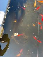 Steur +/- 1 meter te koop, Dieren en Toebehoren, Vissen | Vijvervissen, Steur