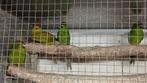 Kakariki parkieten, Dieren en Toebehoren, Vogels | Parkieten en Papegaaien, Meerdere dieren, Parkiet