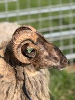Dekram Drents heideschaap, Dieren en Toebehoren, Mannelijk, Schaap