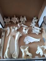 Dierenbotjes Collectie 2, Ophalen of Verzenden, Fossiel