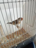 Kanarie x Putter, Dieren en Toebehoren