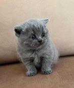 Britse Korthaar Kitten (poesje), Dieren en Toebehoren, Katten en Kittens | Raskatten | Korthaar, Poes, Ontwormd, 0 tot 2 jaar