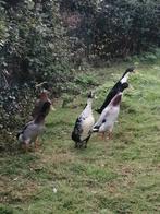 5 Woerden te koop, Dieren en Toebehoren, Mannelijk, Eend